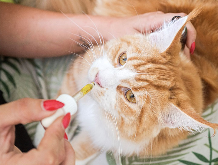 How to Medicate Your Cat