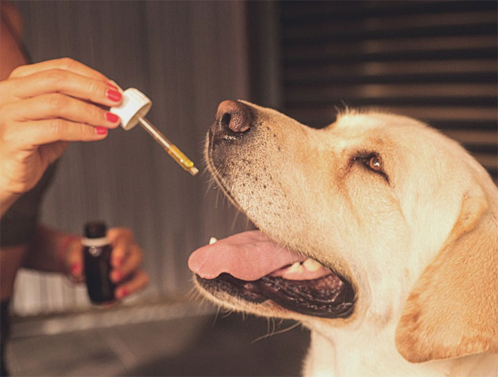 How to Medicate Your Dog